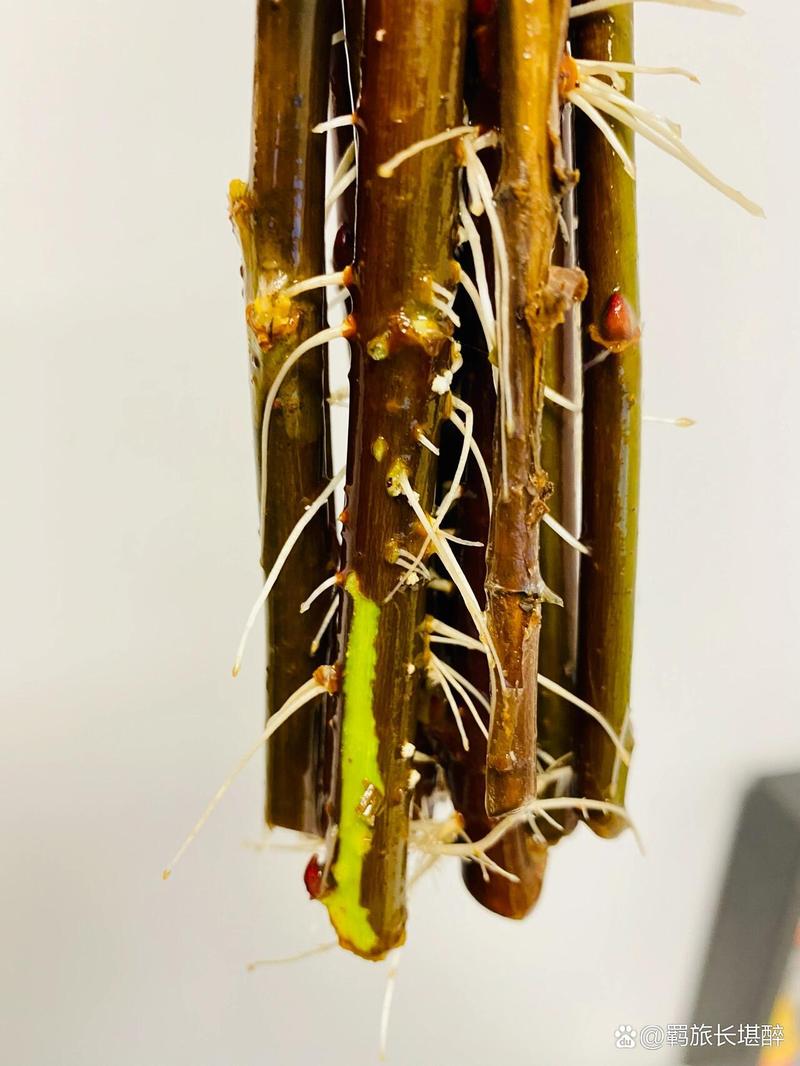 折根“柳枝”泡水里，柳枝泡水能浇花吗?柳枝生根水怎么用?？