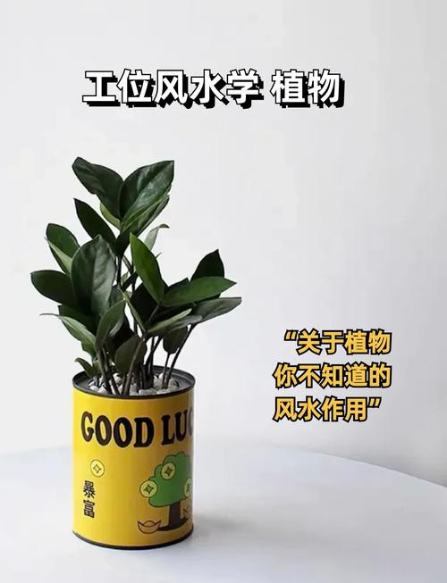 金钱树的风水作用，金钱树的风水作用,金钱树禁忌摆放位置？