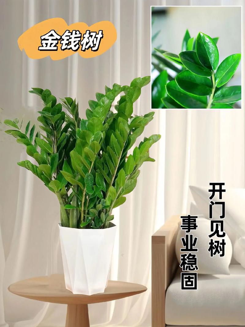 金钱树的风水作用，金钱树的风水作用,金钱树禁忌摆放位置？-第2张图片-优品飞百科