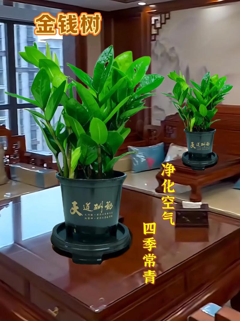 金钱树的风水作用，金钱树的风水作用,金钱树禁忌摆放位置？-第3张图片-优品飞百科