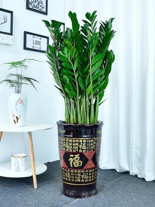 金钱树的风水作用，金钱树的风水作用,金钱树禁忌摆放位置？-第5张图片-优品飞百科