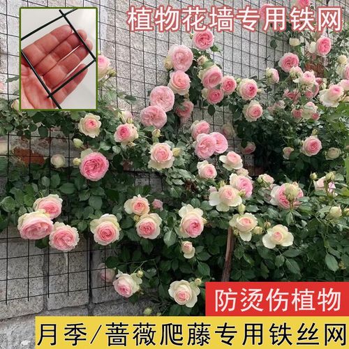 月季花墙怎么固定，月季花墙贴网怎么固定？