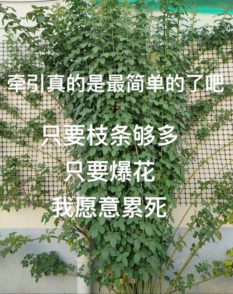月季花墙怎么固定,月季花墙贴网怎么固定?-第2张图片-优品飞百科 月季花墙怎么固定,月季花墙贴网怎么固定?-第2张图片-优品飞百科