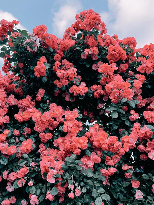 月季花墙怎么固定,月季花墙贴网怎么固定?-第4张图片-优品飞百科 月季花墙怎么固定,月季花墙贴网怎么固定?-第4张图片-优品飞百科