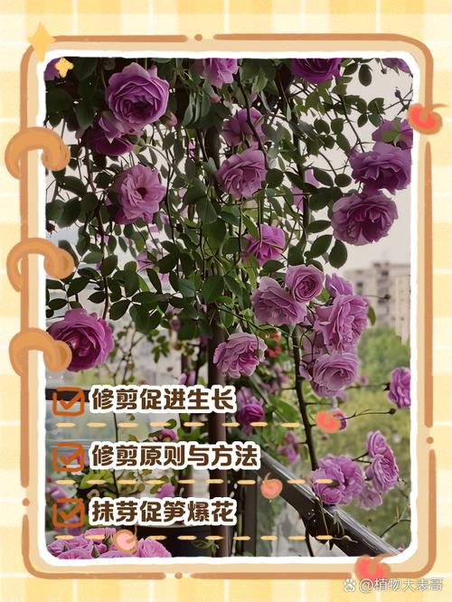月季花墙怎么固定,月季花墙贴网怎么固定?-第5张图片-优品飞百科 月季花墙怎么固定,月季花墙贴网怎么固定?-第5张图片-优品飞百科
