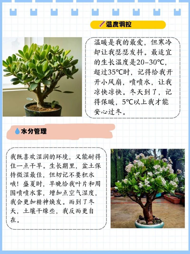 玉树修剪原则,玉树修剪成型图-第1张图片-优品飞百科 玉树修剪原则,玉树修剪成型图-第1张图片-优品飞百科