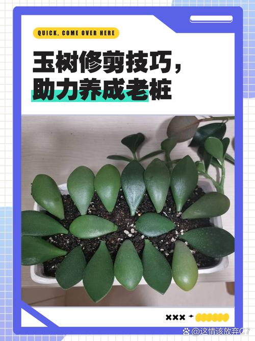 玉树修剪原则,玉树修剪成型图-第3张图片-优品飞百科 玉树修剪原则,玉树修剪成型图-第3张图片-优品飞百科