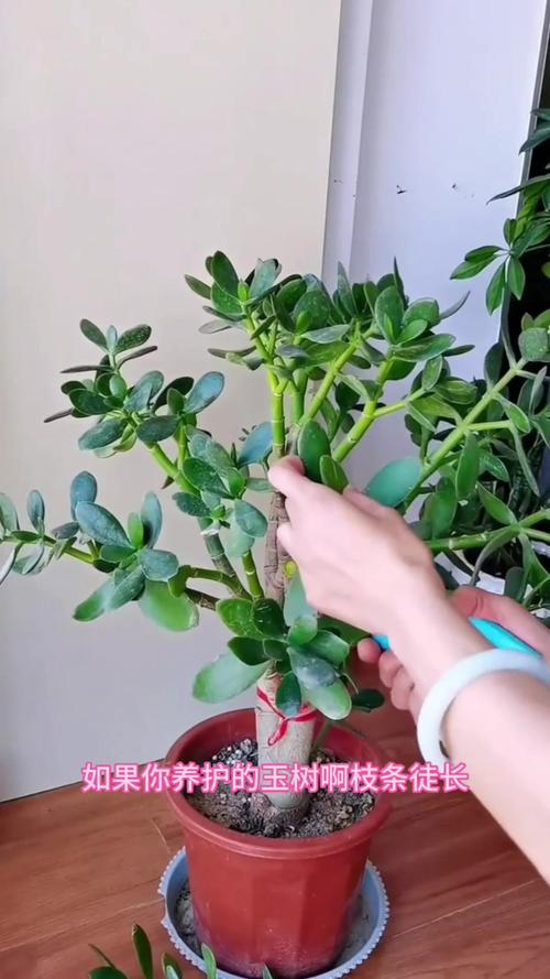 玉树修剪原则,玉树修剪成型图-第4张图片-优品飞百科 玉树修剪原则,玉树修剪成型图-第4张图片-优品飞百科