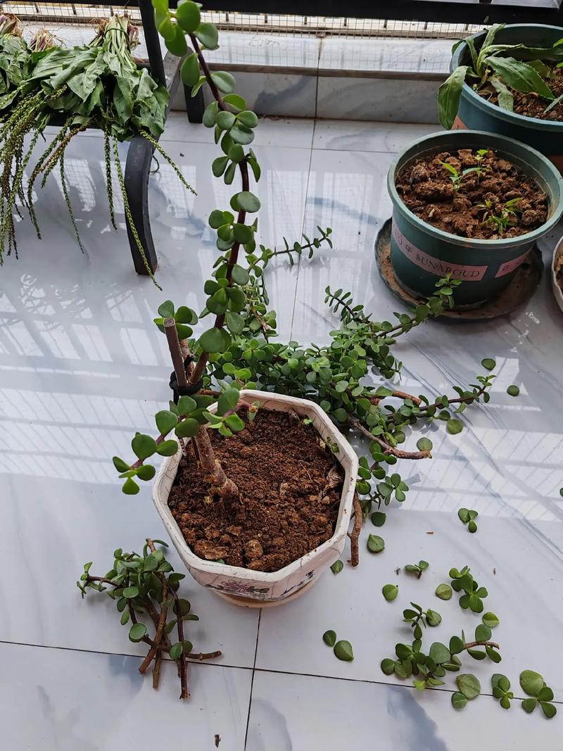 玉树修剪原则,玉树修剪成型图-第5张图片-优品飞百科 玉树修剪原则,玉树修剪成型图-第5张图片-优品飞百科