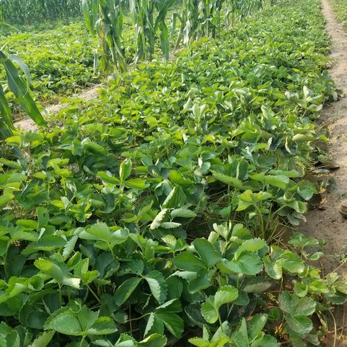 草莓种植过程，草莓种植过程中会打农药吗-第3张图片-优品飞百科