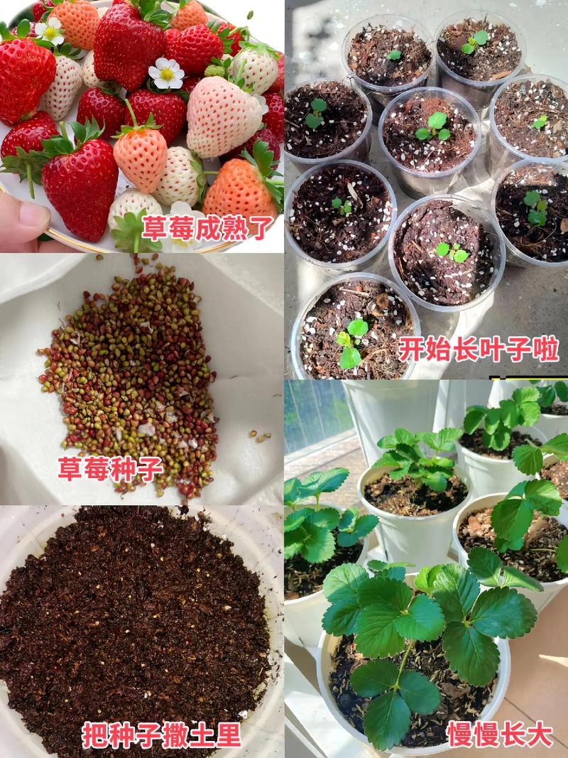 草莓种植过程，草莓种植过程中会打农药吗-第5张图片-优品飞百科