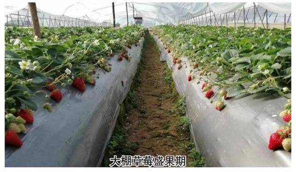 草莓种植过程，草莓种植过程中会打农药吗-第4张图片-优品飞百科