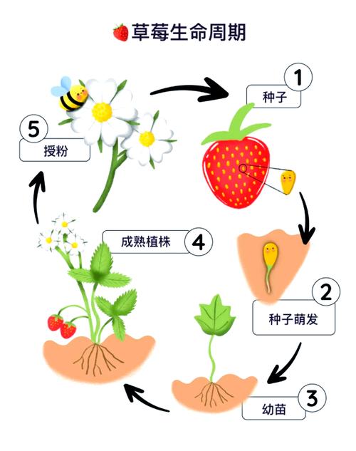 草莓种植过程，草莓种植过程中会打农药吗-第6张图片-优品飞百科