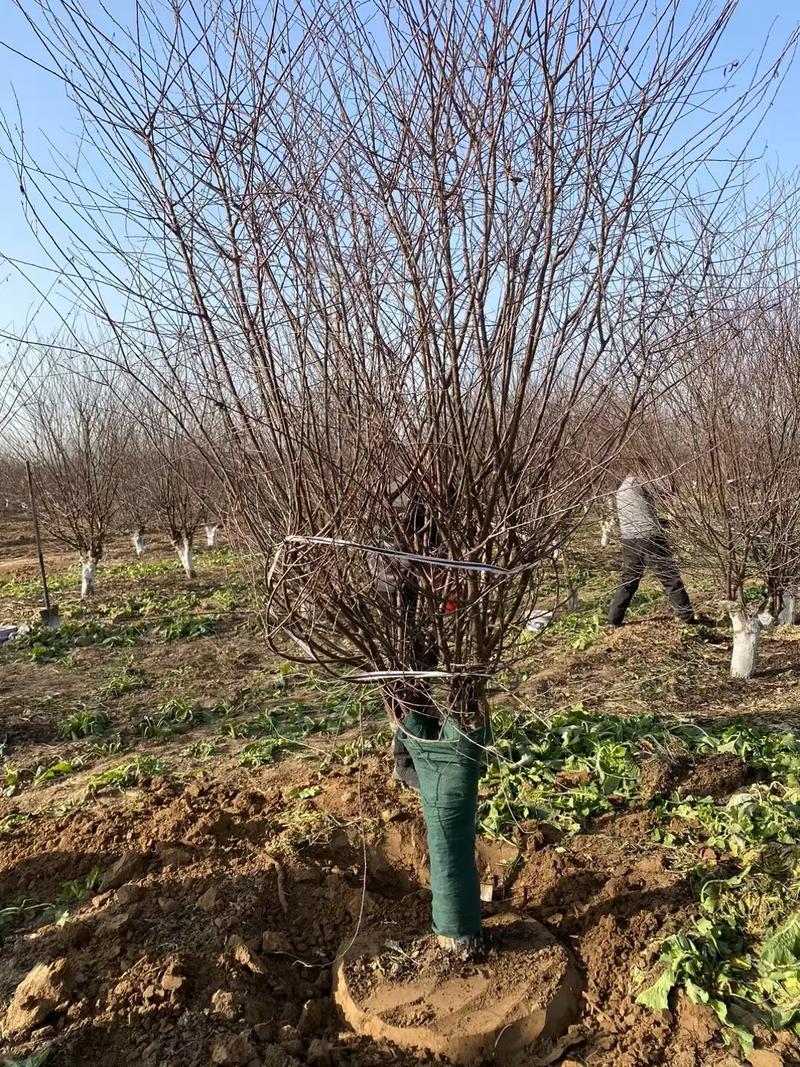 怎样嫁接美人梅？美人梅怎么扦插？