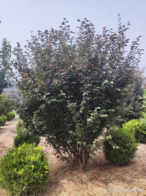 怎样嫁接美人梅？美人梅怎么扦插？-第2张图片-优品飞百科