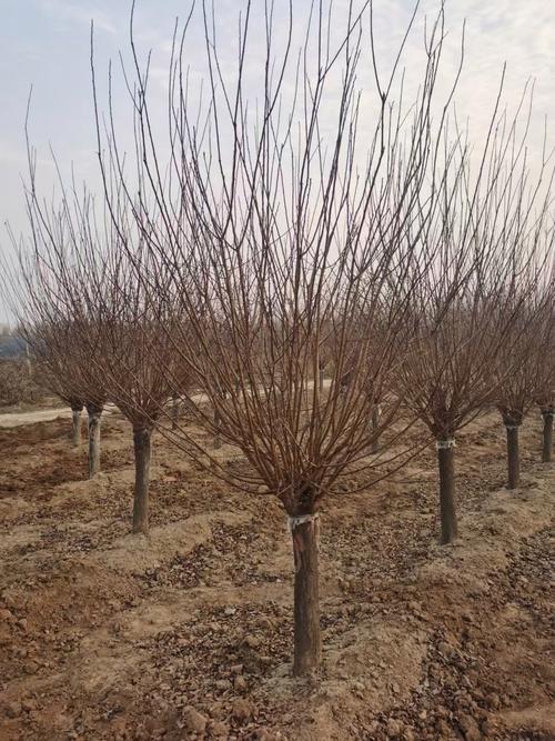 怎样嫁接美人梅？美人梅怎么扦插？-第3张图片-优品飞百科