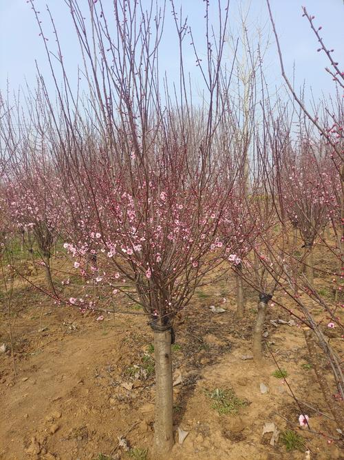 怎样嫁接美人梅？美人梅怎么扦插？-第4张图片-优品飞百科