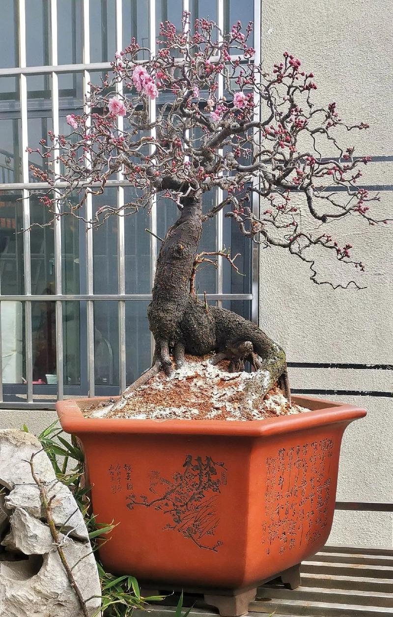 怎样嫁接美人梅？美人梅怎么扦插？-第5张图片-优品飞百科