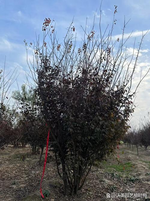 怎样嫁接美人梅？美人梅怎么扦插？-第6张图片-优品飞百科