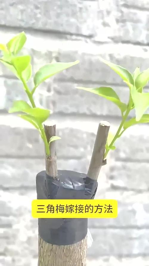 怎样嫁接美人梅？美人梅怎么扦插？-第7张图片-优品飞百科