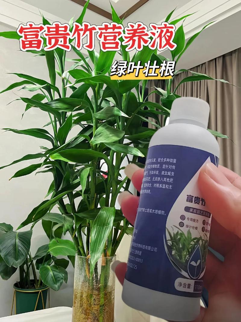 富贵竹可以用橘子皮水做营养液吗，橘子皮泡水能浇富贵竹吗