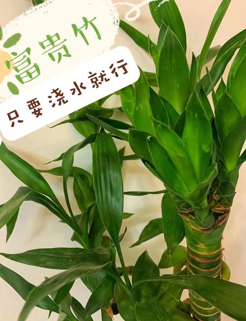 富贵竹可以用橘子皮水做营养液吗，橘子皮泡水能浇富贵竹吗-第4张图片-优品飞百科