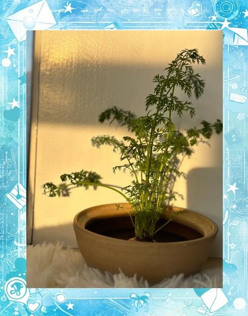 富贵竹可以用橘子皮水做营养液吗，橘子皮泡水能浇富贵竹吗-第5张图片-优品飞百科