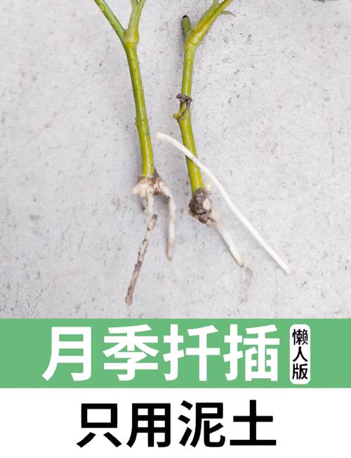 月季花扦插的最佳时间，月季扦插比较好的时间？