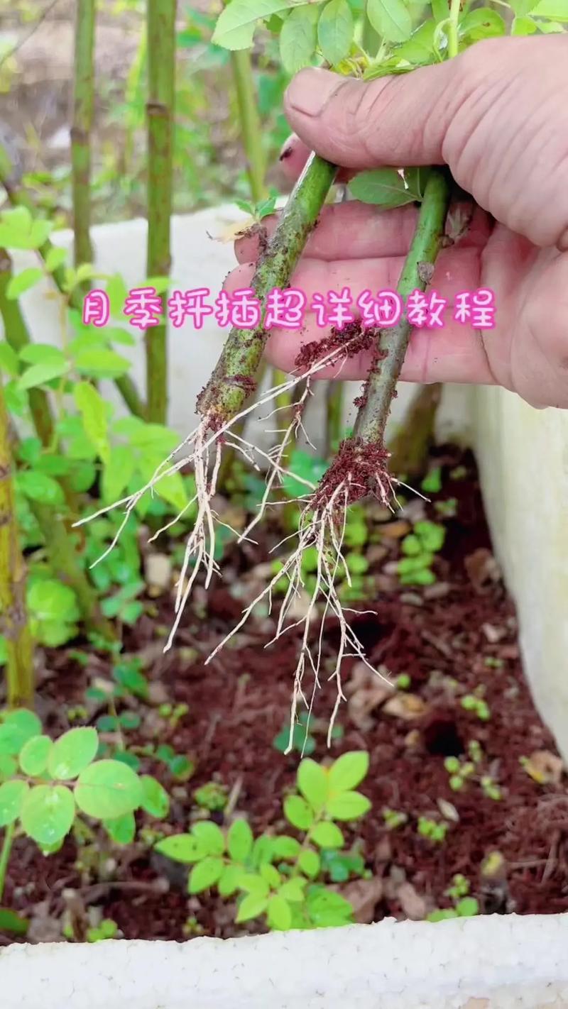 月季花扦插的最佳时间，月季扦插比较好的时间？-第2张图片-优品飞百科