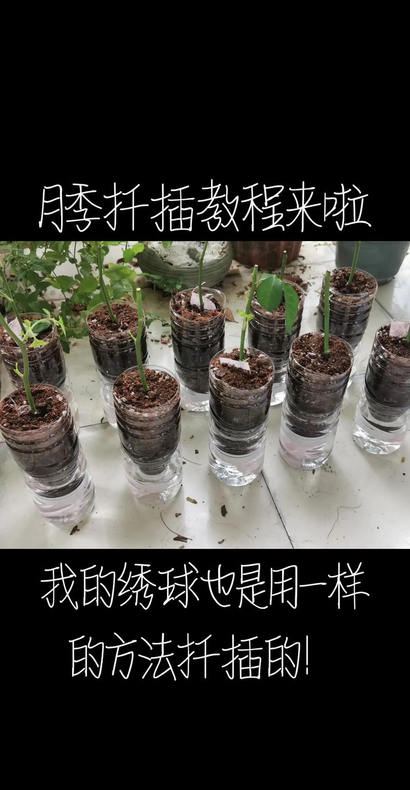 月季花扦插的最佳时间，月季扦插比较好的时间？-第3张图片-优品飞百科