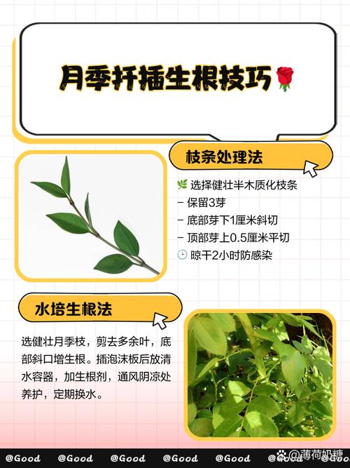 月季花扦插的最佳时间，月季扦插比较好的时间？-第4张图片-优品飞百科