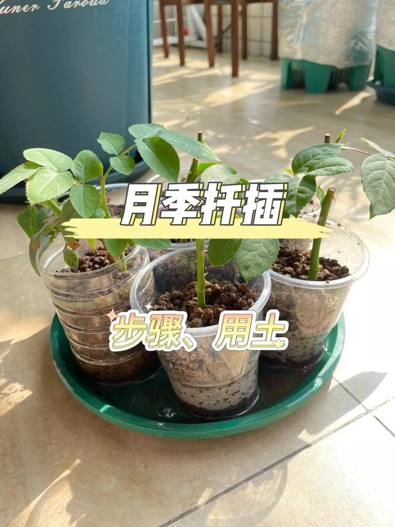 月季花扦插的最佳时间，月季扦插比较好的时间？-第5张图片-优品飞百科