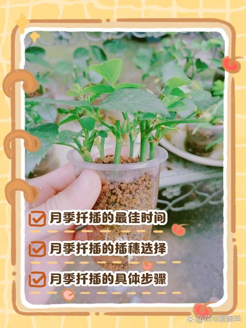 月季花扦插的最佳时间，月季扦插比较好的时间？-第6张图片-优品飞百科