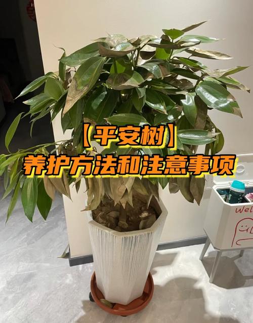 平安树用什么土养好，平安树盆栽用什么土