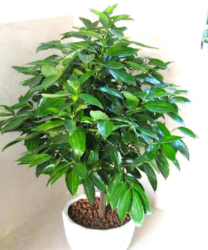 平安树用什么土养好，平安树盆栽用什么土-第2张图片-优品飞百科