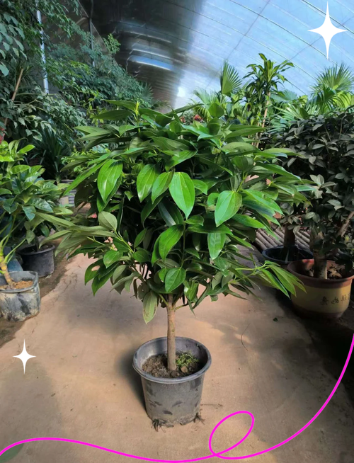 平安树用什么土养好，平安树盆栽用什么土-第3张图片-优品飞百科