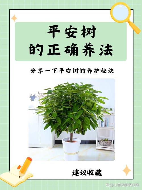 平安树用什么土养好，平安树盆栽用什么土-第4张图片-优品飞百科