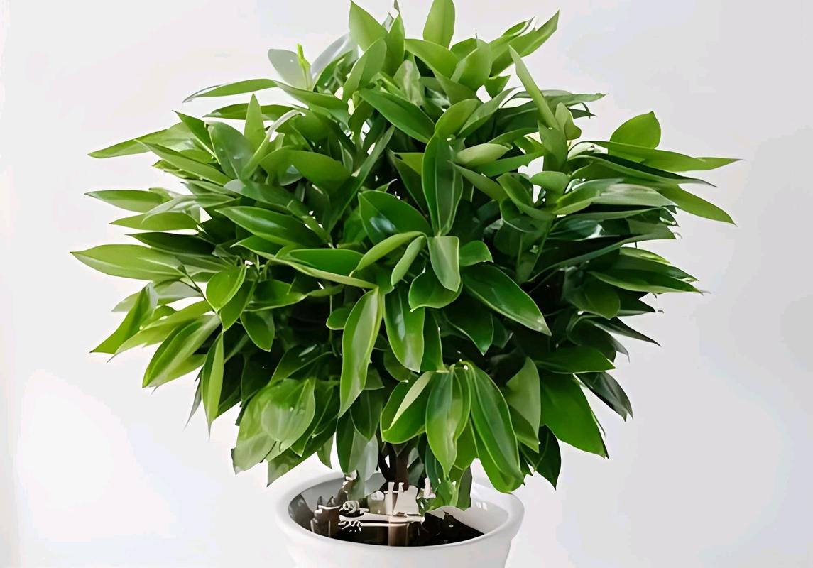 平安树用什么土养好，平安树盆栽用什么土-第6张图片-优品飞百科