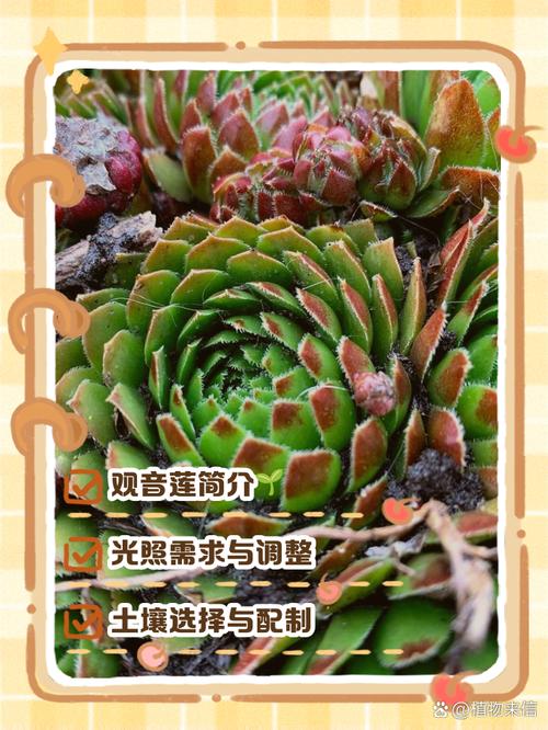 观音莲的养殖方法和注意事项，观音莲喜阴还是喜阳？