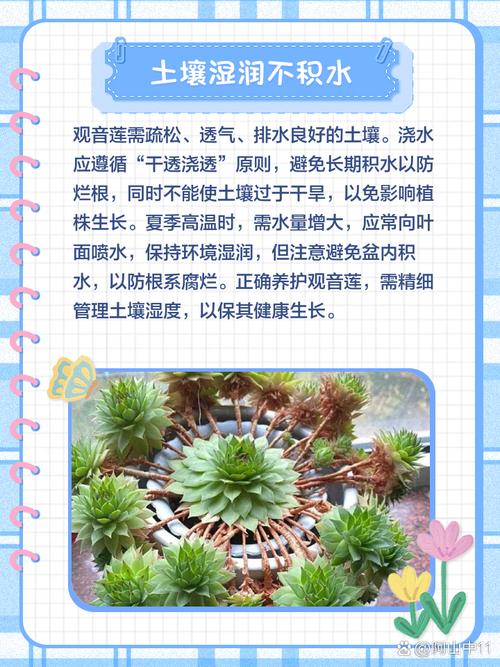 观音莲的养殖方法和注意事项,观音莲喜阴还是喜阳?-第2张图片-优品飞百科 观音莲的养殖方法和注意事项,观音莲喜阴还是喜阳?-第2张图片-优品飞百科