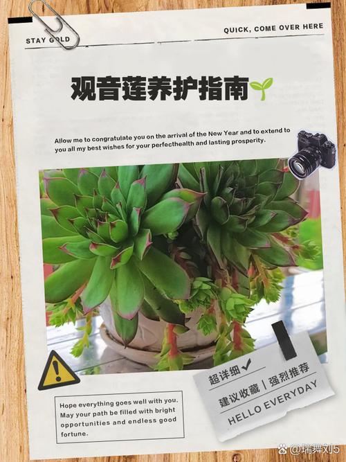 观音莲的养殖方法和注意事项,观音莲喜阴还是喜阳?-第3张图片-优品飞百科 观音莲的养殖方法和注意事项,观音莲喜阴还是喜阳?-第3张图片-优品飞百科