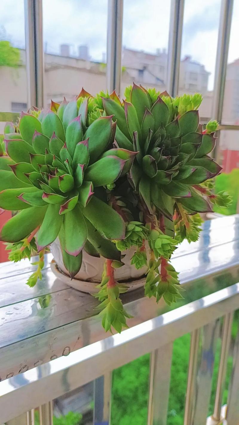 观音莲的养殖方法和注意事项,观音莲喜阴还是喜阳?-第5张图片-优品飞百科 观音莲的养殖方法和注意事项,观音莲喜阴还是喜阳?-第5张图片-优品飞百科