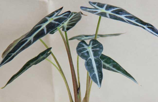 观音莲的养殖方法和注意事项,观音莲喜阴还是喜阳?-第6张图片-优品飞百科 观音莲的养殖方法和注意事项,观音莲喜阴还是喜阳?-第6张图片-优品飞百科