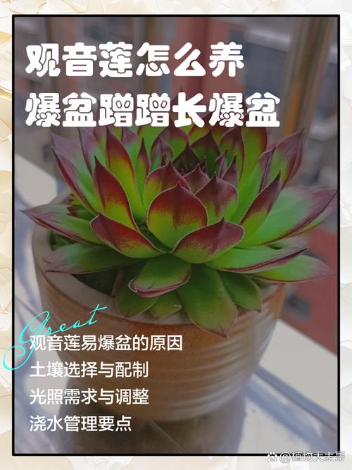 观音莲的养殖方法和注意事项,观音莲喜阴还是喜阳?-第7张图片-优品飞百科 观音莲的养殖方法和注意事项,观音莲喜阴还是喜阳?-第7张图片-优品飞百科