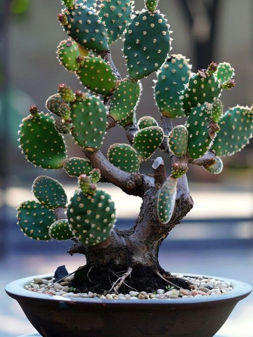 他家的仙人球开花100朵？开花的仙人球多少钱一盆？