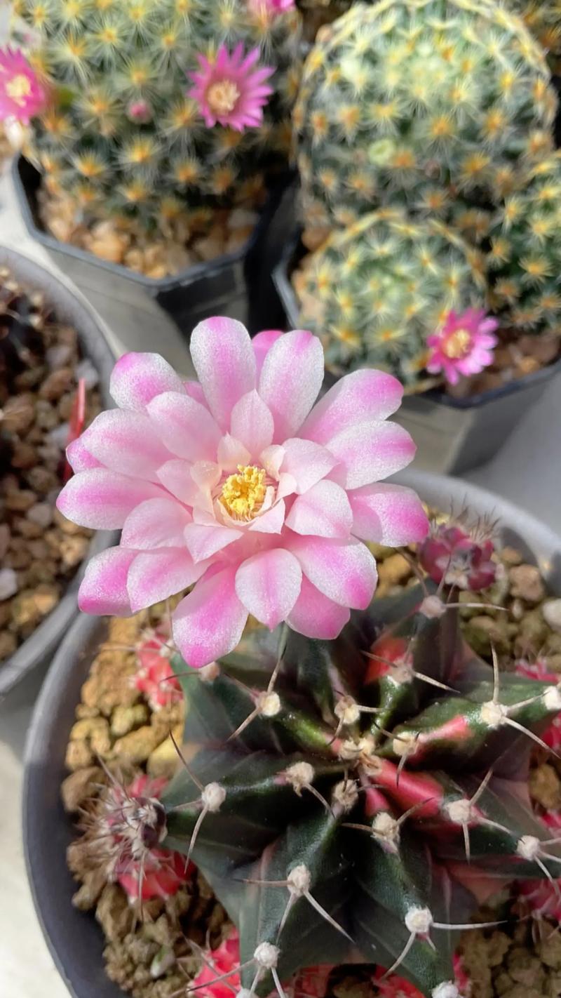 他家的仙人球开花100朵?开花的仙人球多少钱一盆?-第2张图片-优品飞百科 他家的仙人球开花100朵?开花的仙人球多少钱一盆?-第2张图片-优品飞百科