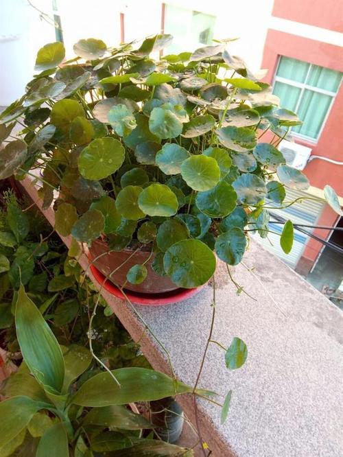 他家的仙人球开花100朵?开花的仙人球多少钱一盆?-第4张图片-优品飞百科 他家的仙人球开花100朵?开花的仙人球多少钱一盆?-第4张图片-优品飞百科