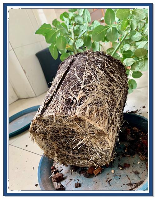 他家的仙人球开花100朵?开花的仙人球多少钱一盆?-第5张图片-优品飞百科 他家的仙人球开花100朵?开花的仙人球多少钱一盆?-第5张图片-优品飞百科