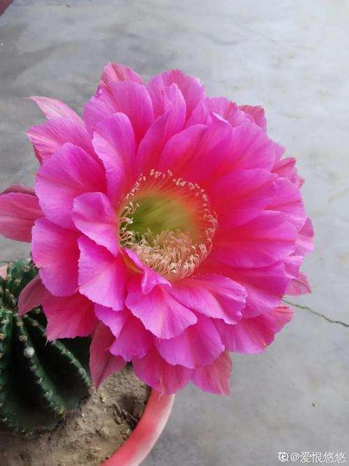 他家的仙人球开花100朵?开花的仙人球多少钱一盆?-第6张图片-优品飞百科 他家的仙人球开花100朵?开花的仙人球多少钱一盆?-第6张图片-优品飞百科