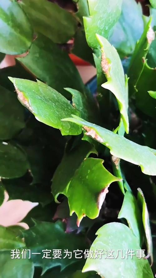 蟹爪兰夏天怎么养，蟹爪兰夏天怎么养家庭养法？